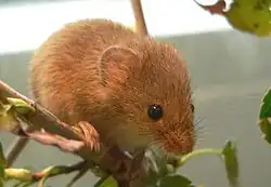 Eurasian harvest mouse
