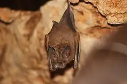 Brown bat