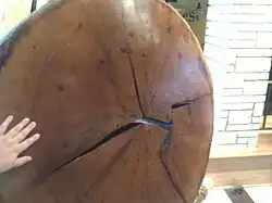Cross section of an oak tree's trunk on display