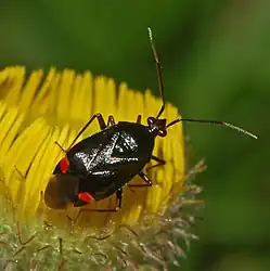 Deraeocoris ruber