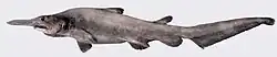 Juvenile of a modern goblin shark