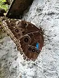 Morpho menelaus with closed wings