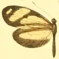 M. p. amelina female