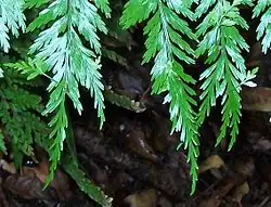 dangling frond tips of a fern, with new fronds growing from them near the tip