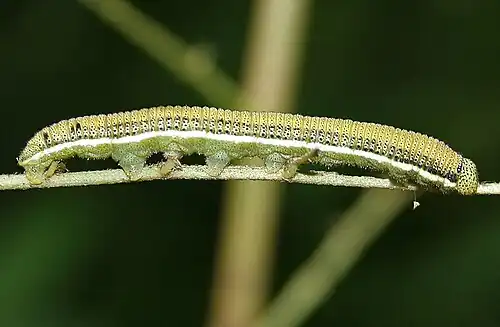 Larva