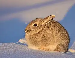 Photo of a cottontail rabbit in a snowy environment