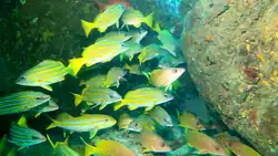 M. dentatus with Lutjanus viridis and Lutjanus argentiventris