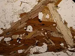 Biotite (in brown) and muscovite in an orthogneiss thin section under plane-polarized light.