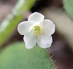 Close-up of tiny flower