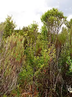 Thin trees in a forest