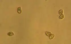 Mythicomyces corneipes spores