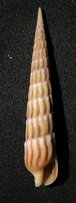 Myurellopsis undulata