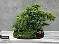 Chinese elm bonsai