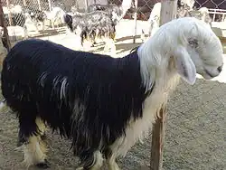 A flock of Hampshires