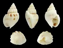 Nassarius (Plicarcularia) fissilabris