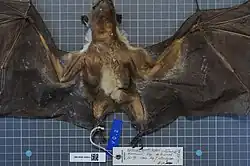 Brown bat