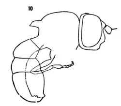 Nausigaster punctulata male