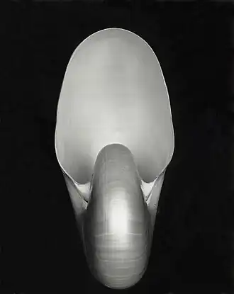 Image 79 Nautilus, by Edward Weston (restored by Yann) (from Wikipedia:Featured pictures/Artwork/Others)