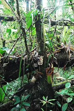 An epiphytic N.&nbsp;truncata from the Pantaron Range near San Fernando