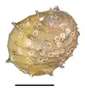 Abapertural view of a shell of Neritina juttingae. Scale bar is 10 mm. There are remains of egg capsules of a neritid on the shell.