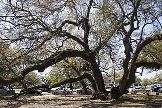 Delgado Community College, View from City Park