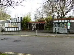 Newquay Zoo – meerkat