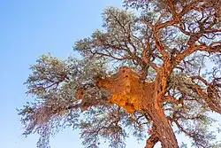 Vachellia erioloba hosting a nest of sociable weavers (Philetairus socius)