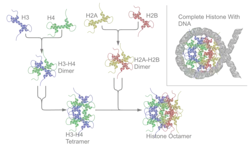 Nucleosome assembly