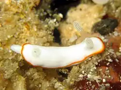 Goniobranchus albonares