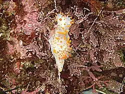 Sea clown (Triopha catalinae), Northern California