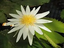 At the Bergianska trädgården