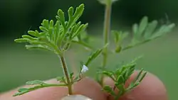 Glandular-hairy foliage