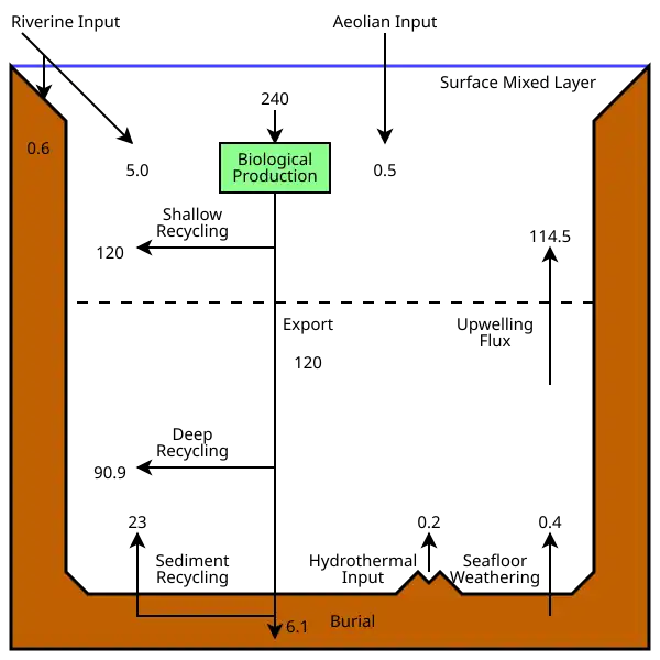 The modern oceanic silicon cycle &nbsp;&nbsp;&nbsp;&nbsp;&nbsp;&nbsp;&nbsp;&nbsp;&nbsp;Fluxes are in Tmol Si y−1 (1 Tmol = 28 million metric tons of silicon)