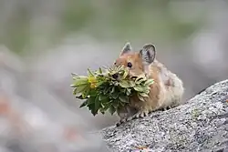 Brown pika with plants in its mouth