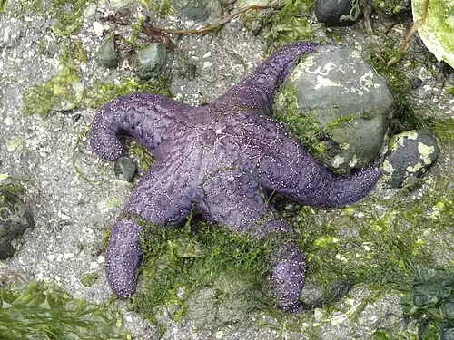 The ochre sea star was the first keystone predator to be studied. They limit mussels which can overwhelm intertidal communities.[288]