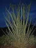 Ocotillo with leaves outside Tucson Mountains after a rainfall event
