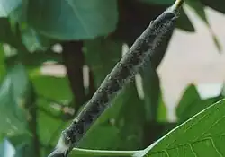 A dark grey, and slightly fuzzy, caterpillar resting on the stem of a tree. The caterpillar is surrounded by smooth green leaves.