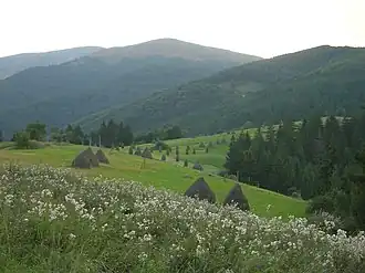 Montane hay meadows with haystacks