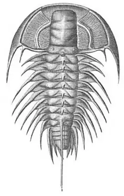 Pencil and paper sketch of Zacanthoides typicalis. The animal has a rounded exoskeleton head and a long torso from which spines are protruding.