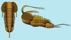 Opipueterella is a genus of swimming trilobite in the family Telephinidae; order Proetida.