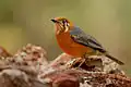 An orange-headed thrush (ssp. cyanota) at Dandeli Wildlife Sanctuary, India