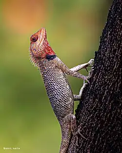 An Oriental garden lizard awaiting it's prey in the concrete city of Hyderabad.
