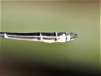 The superior (upper) appendages are longer than the inferior (lower) appendages in the Slender wiretail. This is a male.