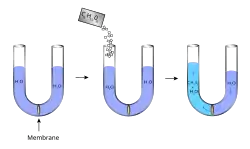Progression: (1) a U-tube is filled with water and has a membrane ....in the middle (2) sugar is added to the left part (3) water crosses the membrane and fills the left side more than the right.