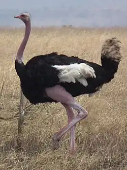 Common ostrich