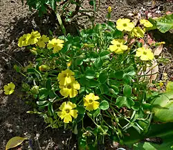 Oxalis luteola