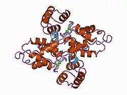 1bjf: CRYSTAL STRUCTURE OF RECOMBINANT BOVINE NEUROCALCIN DELTA AT 2.4 ANGSTROMS