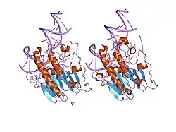 1dew: CRYSTAL STRUCTURE OF HUMAN APE1 BOUND TO ABASIC DNA
