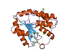 1e2d: HUMAN THYMIDYLATE KINASE COMPLEXED WITH THYMIDINE MONOPHOSPHATE, ADENOSINE DIPHOSPHATE AND A MAGNESIUM-ION