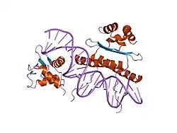 1k6o: Crystal Structure of a Ternary SAP-1/SRF/c-fos SRE DNA Complex